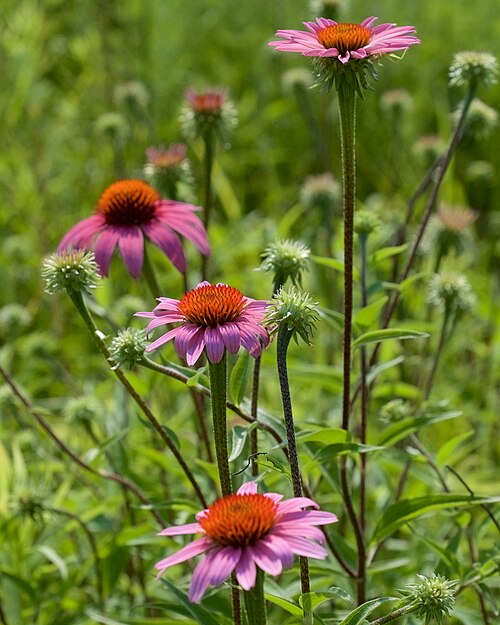 Echinacea purpurea